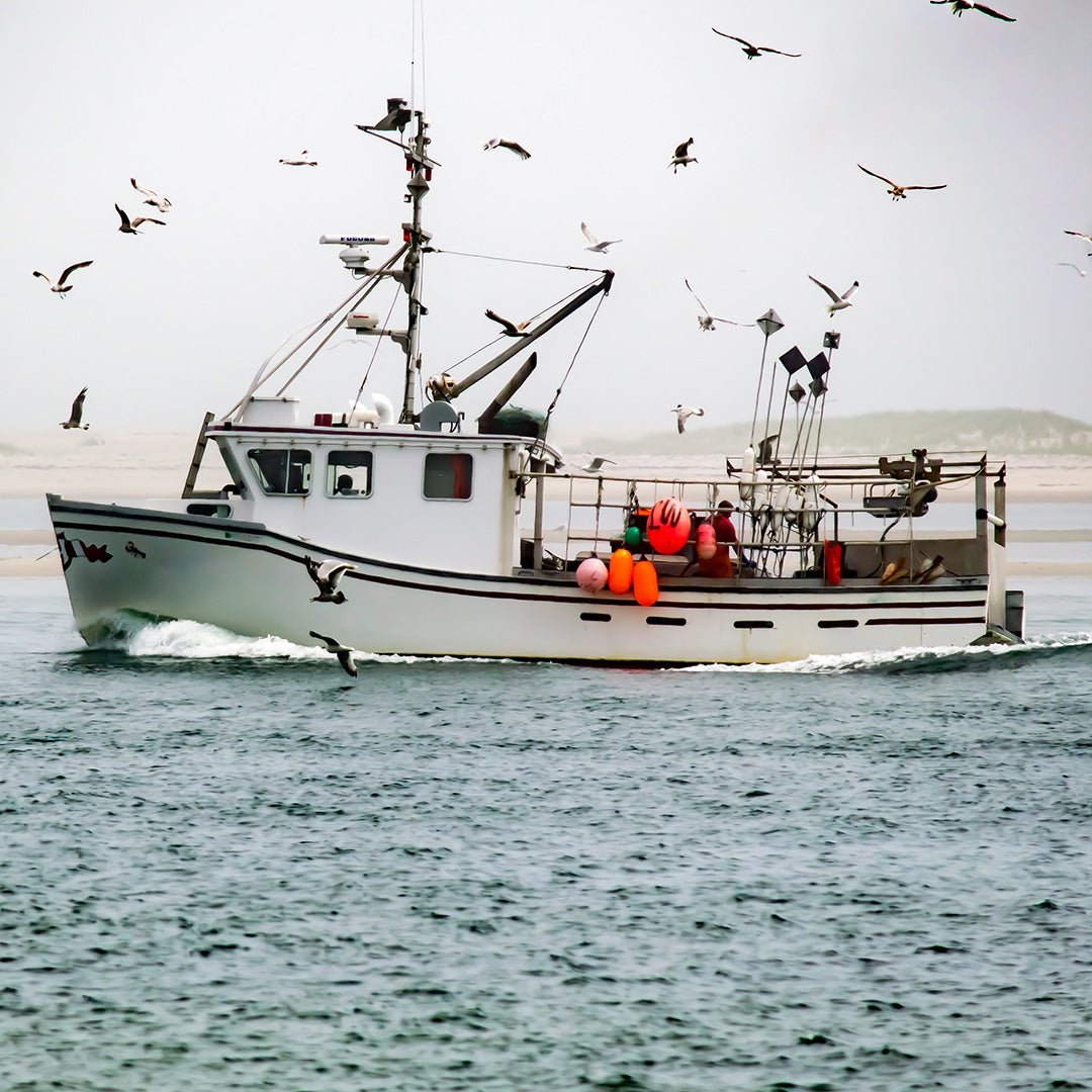 8 lb - 10 lb Live Canadian Lobster