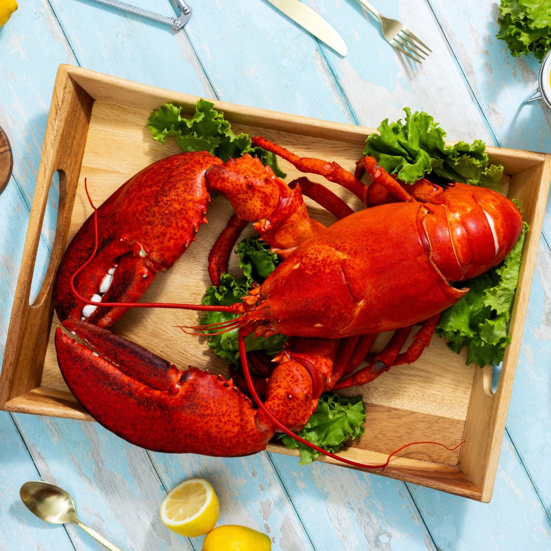 8 lb - 10 lb Live Canadian Lobster