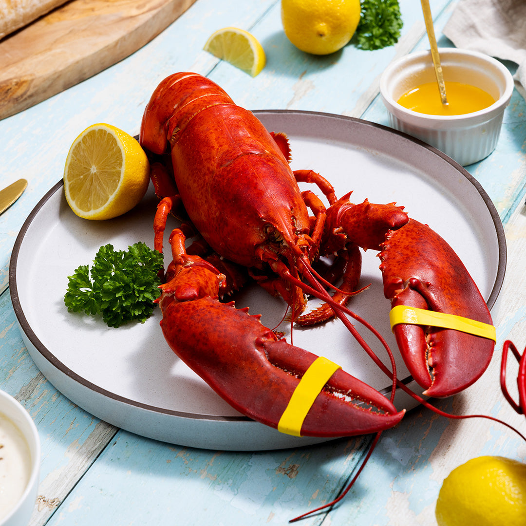 1.25 lb Live Maine Lobster